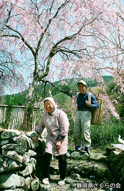 写真：静岡県さくらの会さくらの会写真コンクール平成20年度静岡県内の桜部門準特選「春日和」