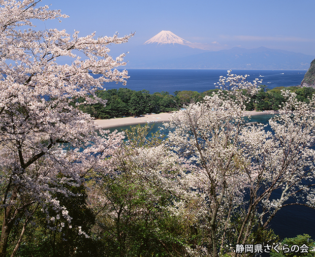 写真：静岡県さくらの会さくらの会写真コンクール平成20年度富士山と桜景観部門入選「春らんまん」
