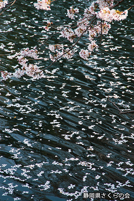 写真：静岡県さくらの会さくらの会写真コンクール平成20年度静岡県内の桜部門入選「落花流水」