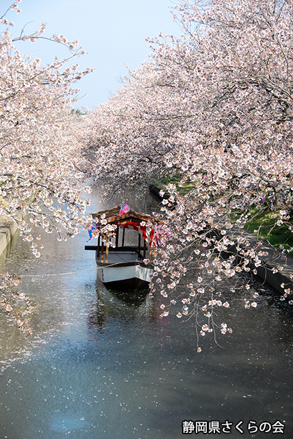 写真：静岡県さくらの会さくらの会写真コンクール平成20年度静岡県内の桜部門入選「桜にまみれる」