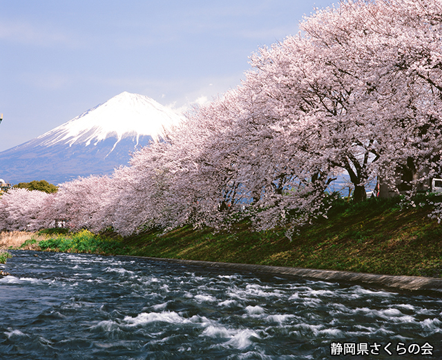写真：静岡県さくらの会さくらの会写真コンクール平成20年度富士山と桜景観部門特選「清流に咲く」