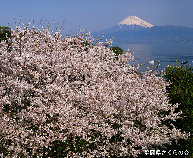 写真：静岡県さくらの会さくらの会写真コンクール平成20年度富士山と桜景観部門入選「春の彩り」