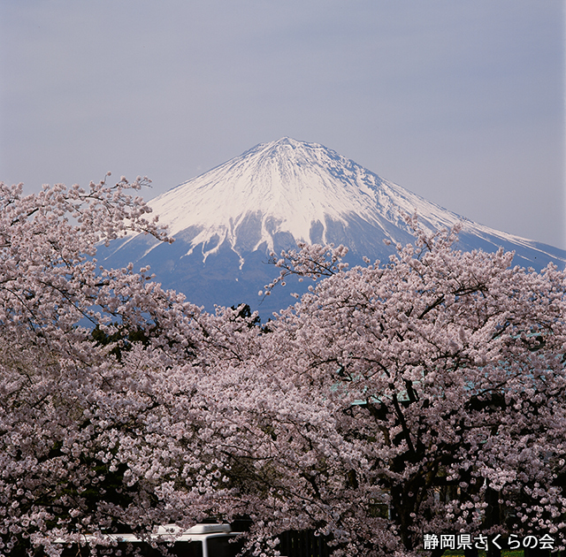 写真：静岡県さくらの会さくらの会写真コンクール平成20年度富士山と桜景観部門入選「富士山と桜」
