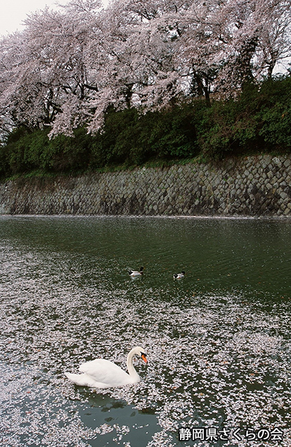 写真：静岡県さくらの会さくらの会写真コンクール平成20年度静岡県内の桜部門入選「過ぎ行く春」