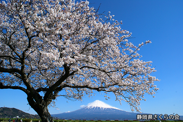 写真：静岡県さくらの会さくらの会写真コンクール平成20年度富士山と桜景観部門入選「富士を彩る」