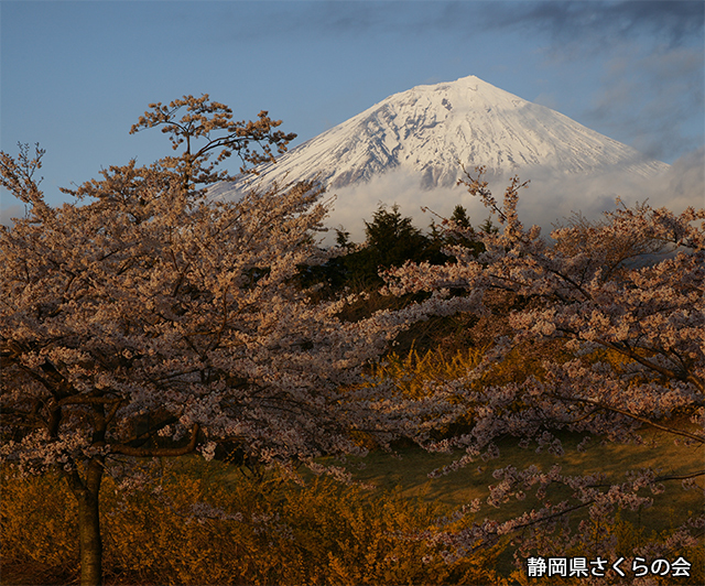 写真：静岡県さくらの会さくらの会写真コンクール平成23年度最優秀賞「夕照の競演」