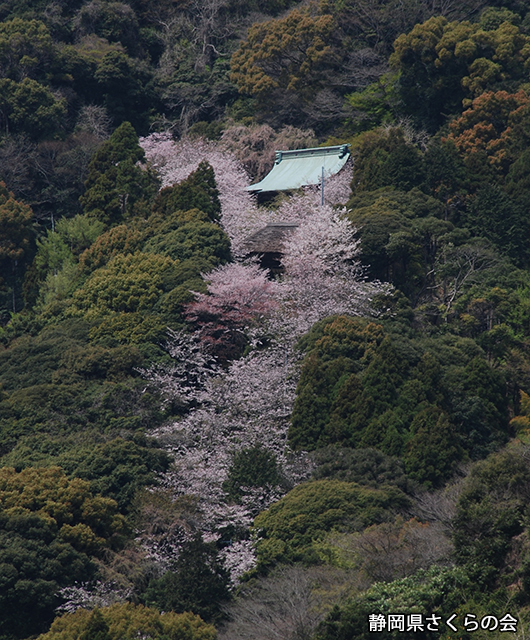 写真：静岡県さくらの会さくらの会写真コンクール平成23年度静岡県内の桜部門入選「観音桜」