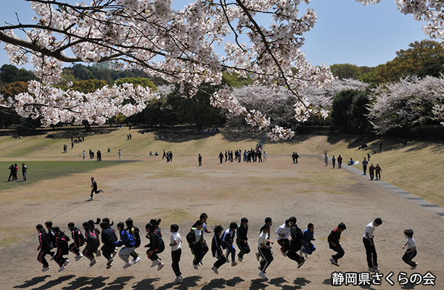 写真：静岡県さくらの会さくらの会写真コンクール平成23年度準特選静岡県内の桜部門「大縄跳び」