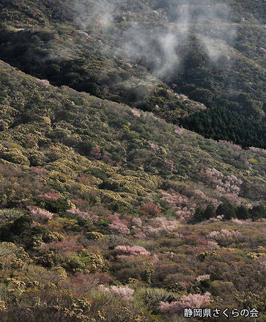 写真：静岡県さくらの会さくらの会写真コンクール平成23年度静岡県内の桜部門入選「朝霧晴れて」