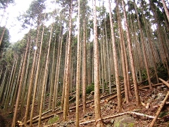 写真：間伐直後。木材が放置された状態。