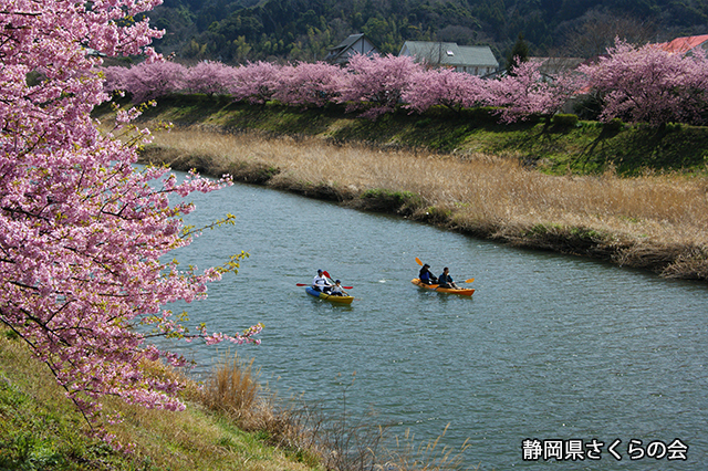 写真：静岡県さくらの会さくらの会写真コンクール平成24年度静岡県内の早咲き桜部門入選「カヤック日和」