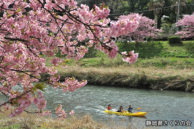 写真：静岡県さくらの会さくらの会写真コンクール平成24年度静岡県内の早咲き桜部門入選「休日」