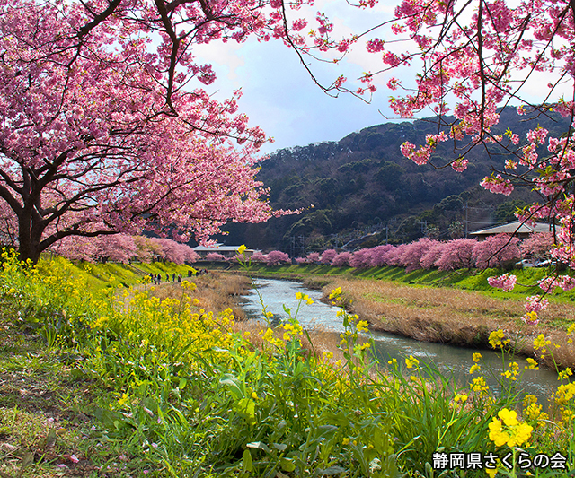 写真：静岡県さくらの会さくらの会写真コンクール平成24年度静岡県内の早咲き桜部門入選「春爛漫」