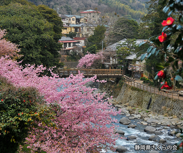 写真：静岡県さくらの会さくらの会写真コンクール平成24年度静岡県内の早咲き桜部門特選「踊子の道」