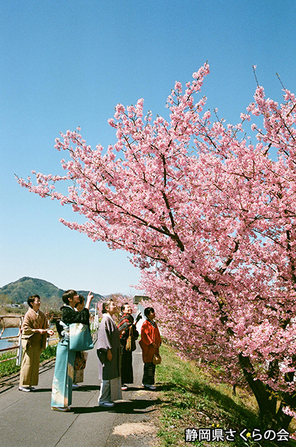 写真：静岡県さくらの会さくらの会写真コンクール平成24年度静岡県内の早咲き桜部門入選「お花見会」