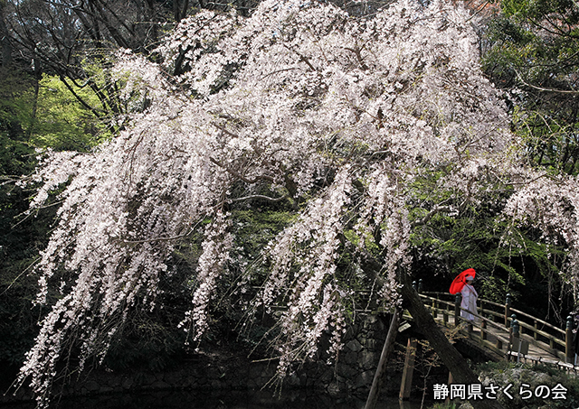 写真：静岡県さくらの会さくらの会写真コンクール平成24年度静岡県内の桜部門準特選「嫁ぐ日を祝福」