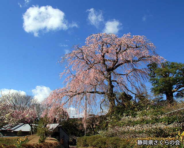 写真：静岡県さくらの会さくらの会写真コンクール平成24年度静岡県内の桜部門入選「陽春」