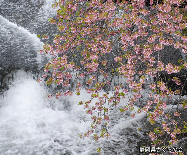 写真：静岡県さくらの会さくらの会写真コンクール平成24年度静岡県内の早咲き桜部門入選「滝と河津桜」