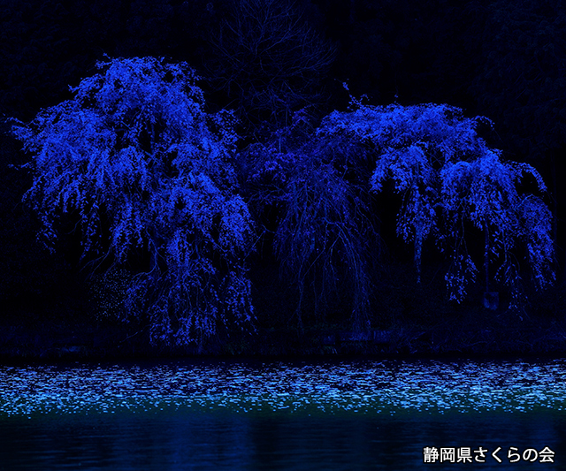 写真：静岡県さくらの会さくらの会写真コンクール平成24年度静岡県内の桜部門特選「蒼畔」