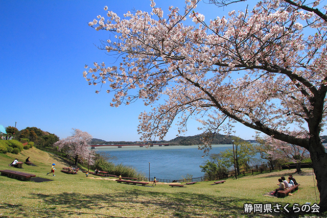 写真：静岡県さくらの会さくらの会写真コンクール平成24年度静岡県内の桜部門入選「浜名湖の春」