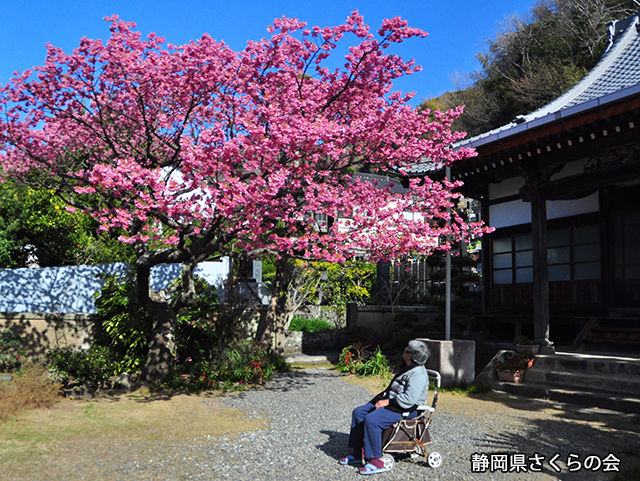 写真：静岡県さくらの会さくらの会写真コンクール平成24年度静岡県内の早咲き桜部門入選「春色に誘われて」