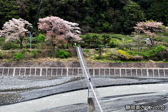 写真：静岡県さくらの会さくらの会写真コンクール平成24年度静岡県内の桜部門入選「山里の春」