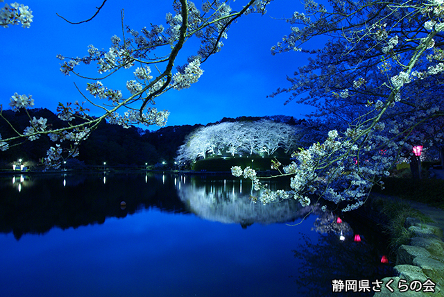 写真：静岡県さくらの会さくらの会写真コンクール平成25年度静岡県内の桜部門準特選「水辺に桜咲く」