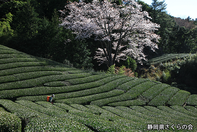 写真：静岡県さくらの会さくらの会写真コンクール平成25年度静岡県内の桜部門入選「山里に咲く」