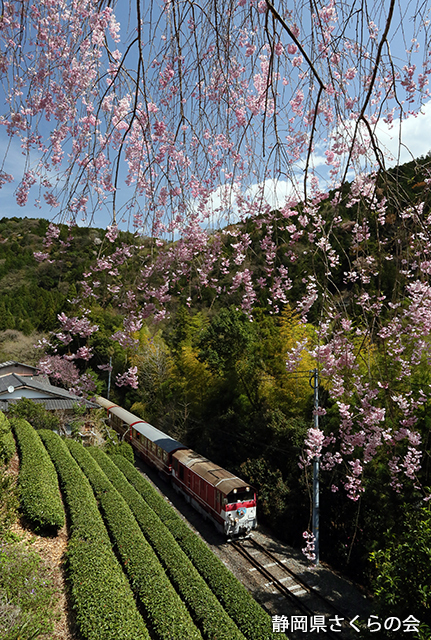 写真：静岡県さくらの会静岡県内の桜部門平成26年度入選「春を巡る」