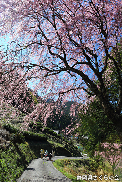 写真：静岡県さくらの会静岡県内の桜部門平成26年度入選「桜日和」