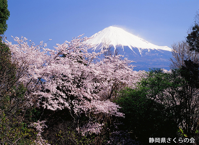 写真：静岡県さくらの会平成26年度富士山と桜部門入選「里山の春」