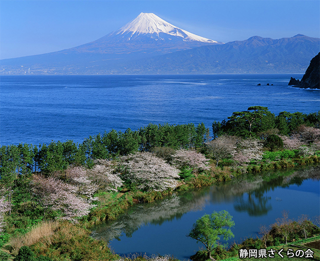 写真：静岡県さくらの会平成26年度富士山と桜部門準特選「海辺を飾る」