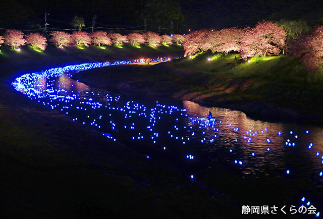 写真：静岡県さくらの会静岡県内の桜部門平成26年度特選「春の夜のファンタジー」