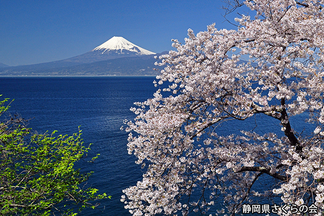写真：静岡県さくらの会平成26年度富士山と桜部門特選「春景」