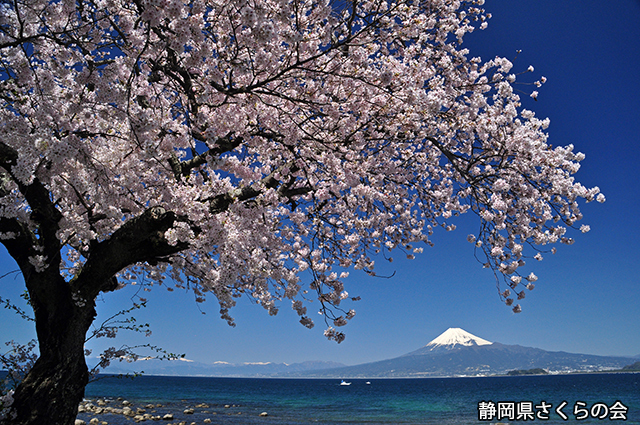 写真：静岡県さくらの会平成26年度富士山と桜部門入選「海辺の春」