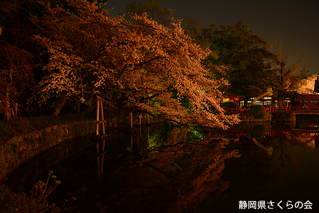 写真：静岡県さくらの会静岡県内の桜部門平成26年度入選「闇夜に浮かぶ」
