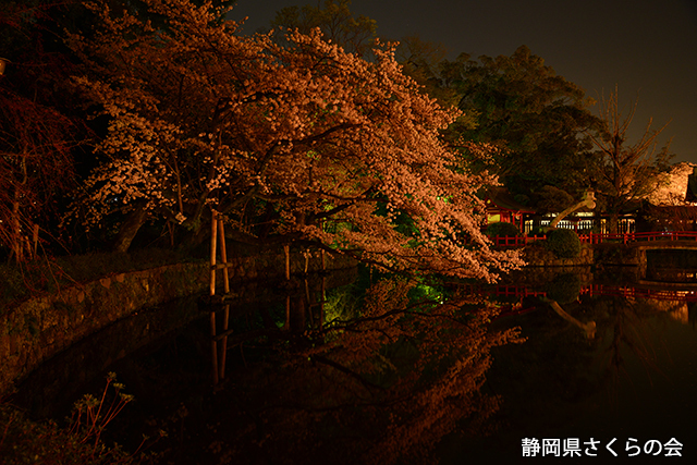 写真：静岡県さくらの会静岡県内の桜部門平成26年度入選「闇夜に浮かぶ」