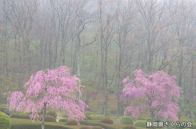 写真：静岡県さくらの会静岡県内の桜部門平成26年度準特選「語らう桜」