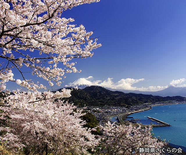 写真：静岡県さくらの会平成26年度富士山と桜部門入選「漁港の春」市村廣一