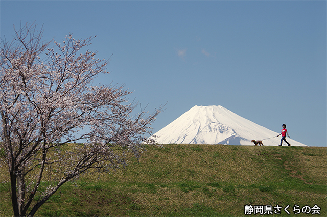 写真：静岡県さくらの会平成26年度富士山と桜部門入選「さんぽみち」