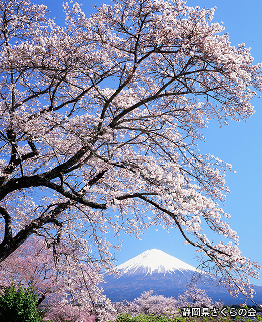 写真：静岡県さくらの会平成26年度富士山と桜部門準特選「春爛漫」