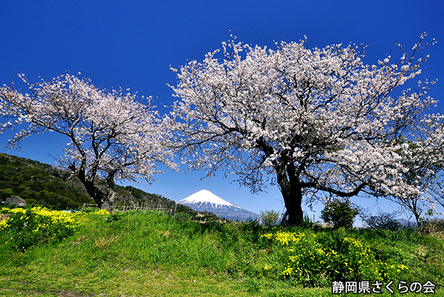 写真：静岡県さくらの会平成26年度富士山と桜部門入選「春色に包まれて」