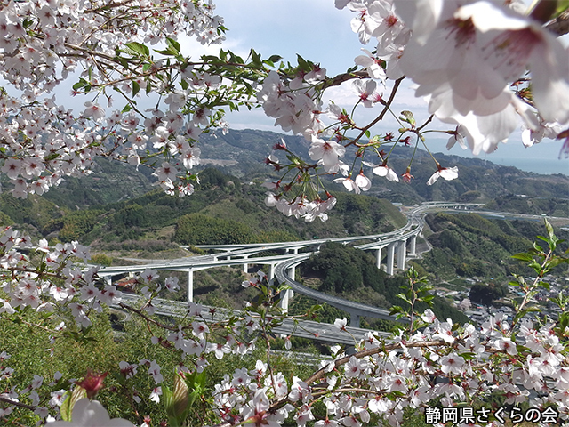 写真：静岡県さくらの会平成26年度特別賞（道路利用者会議会長賞）「ハイウェイを見下ろして」