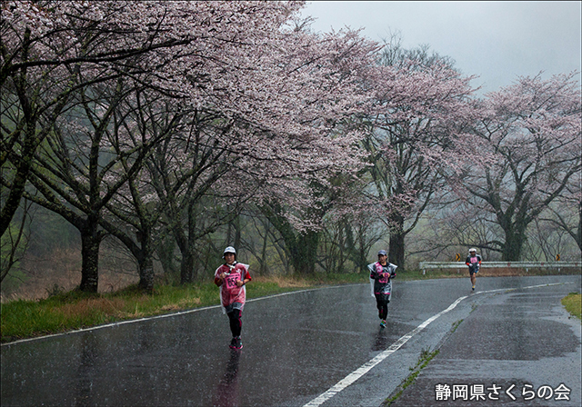 写真：静岡県さくらの会静岡県内の桜部門平成26年度準特選「桜マラソン」