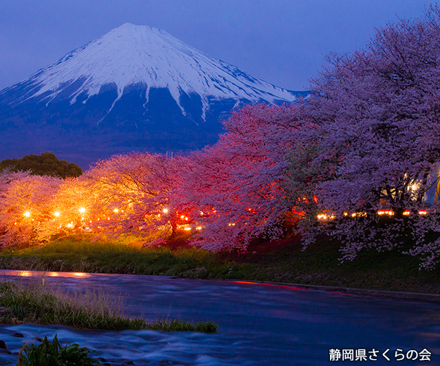 写真：静岡県さくらの会さくらの会写真コンクール平成26年度最優秀賞「提灯桜」