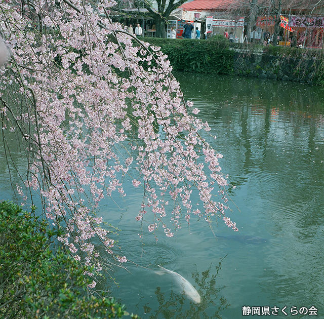 写真：静岡県さくらの会静岡県内の桜部門平成26年度入選「コイの行方は」