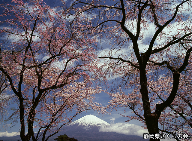 写真：静岡県さくらの会さくらの会写真コンクール平成22年度富士山と桜景観部門入選「春らんまん」