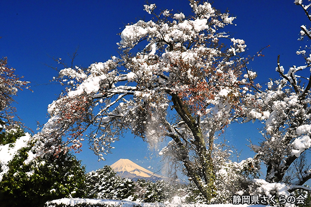 写真：静岡県さくらの会さくらの会写真コンクール平成22年度富士山と桜景観部門特選「なごり雪の花」