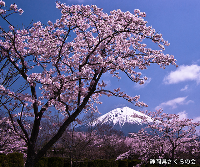 写真：静岡県さくらの会さくらの会写真コンクール平成22年度富士山と桜景観部門準特選「春爛漫」