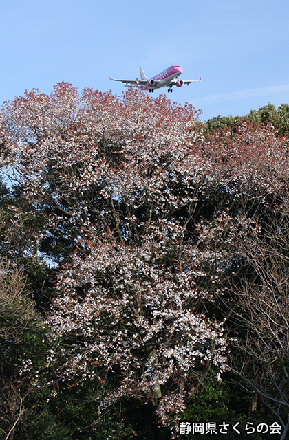 写真：静岡県さくらの会さくらの会写真コンクール平成22年度静岡県内の桜部門入選「歓迎」